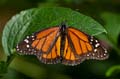 114 Monarch - Danaus plexxipus